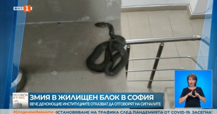 Намериха змия в жилищен блок в столичния квартал Гео Милев