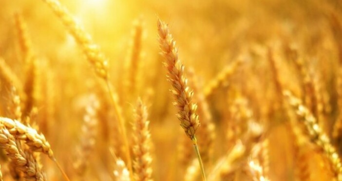 Добивът на пшеница може да се понижи със 7 на
