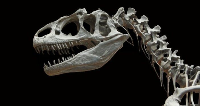 Фосилизиран скелет на родственик на Тиранозавър рекс, бродил по Земята