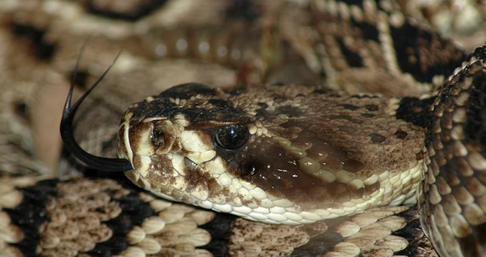Съобщиха ексклузивна новина за опасните змии.Гърмящите змии могат да се