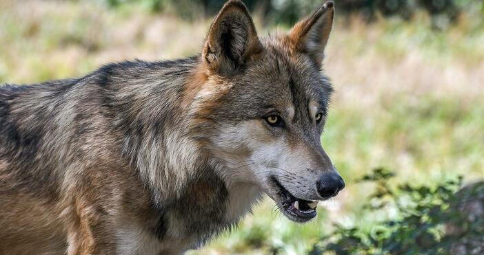 Вълци нападат стадата и кошарите в Треклянско област Кюстендил като