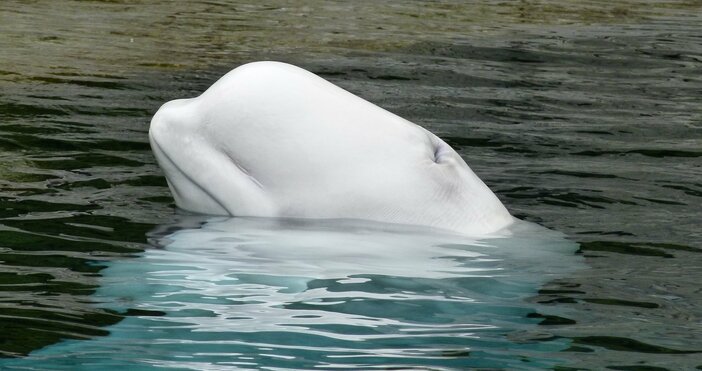 Ще спасяват белия делфин в Сена с витамини. Френските спасителни