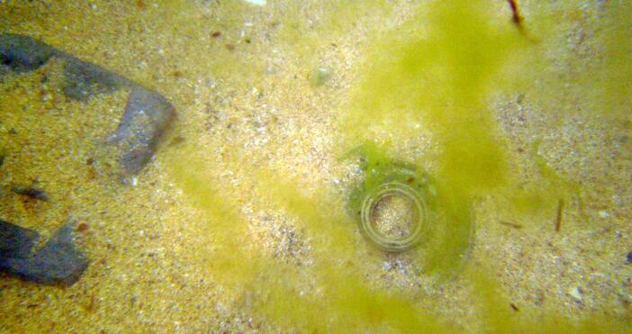 ВМС унищожиха противопехотна мина, открита в залива на Царево. Сигналът за