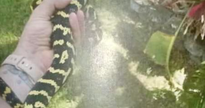 Змия са разхожда на свобода в столицата Изгубен е домашен питон