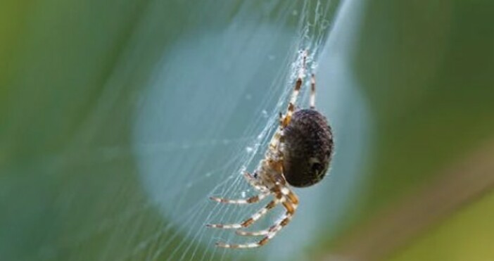 Много видове паяци предпочитат да се установят в близост до