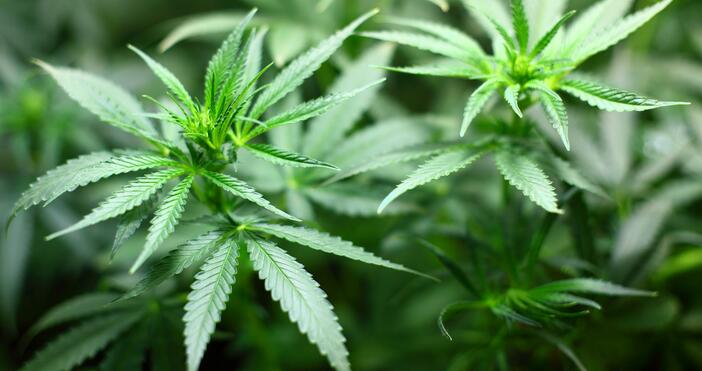 Домашна оранжерия с марихуана откриха край созополско село В събота в района на