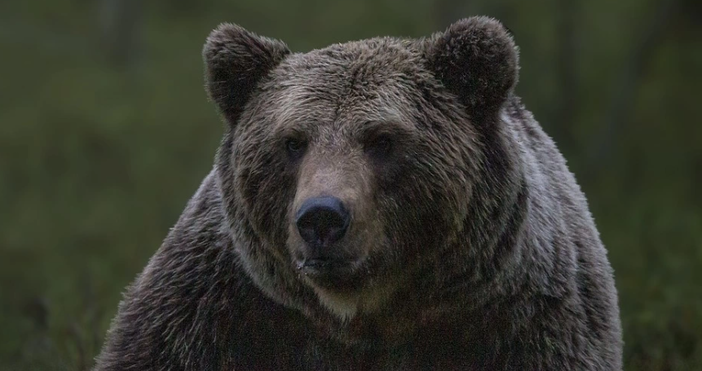 Голяма опаснот дебне туристи близо до голяма българска планина. Кафявите мечки