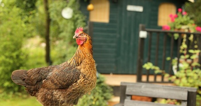 Все повече парижани взимат кокошки в апартаментите си в сърцето