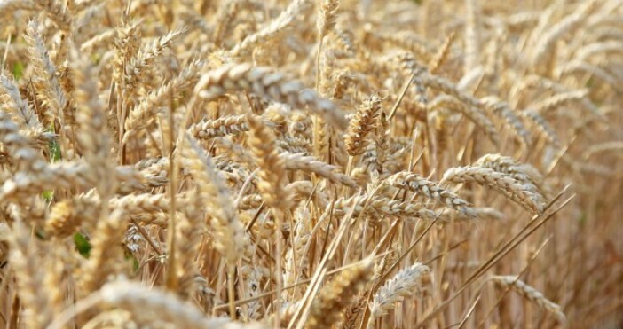 Свръх вносът на зърно от Украйна води до сериозен дисбаланс