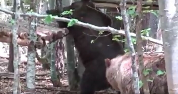 34 годишната мечка Нада от Парка за мечки край Белица е