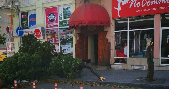 Бурният вятър във Варна прекърши дърво на оживена улица  Читател е