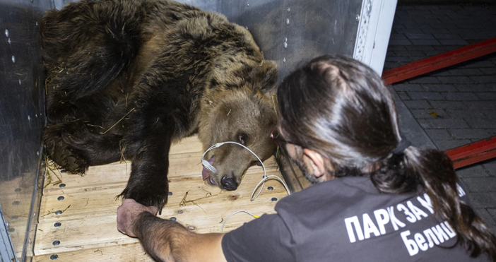 В известния български парк за мечки има нов обитател  От тази седмица