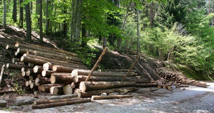 Изпълнителна агенция по горите и Регионална агенция по горите –