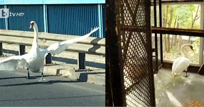 Лебедът който предизвика задръстване на Аспарухов мост във Варна е