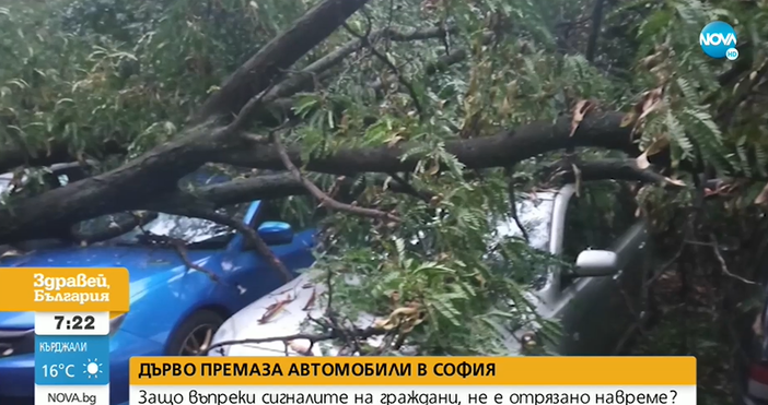 Стопкадър Нова ТвЖесток инцидент е станал в столицата 30 метрово дърво смаза