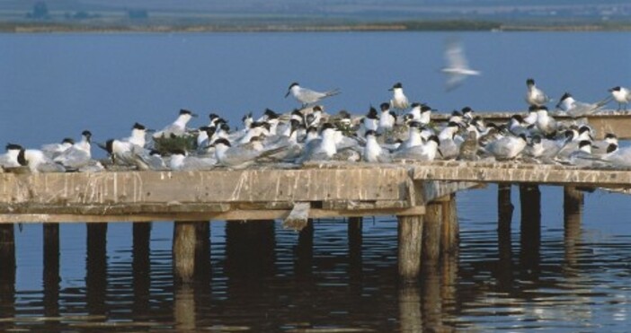 Утре представят проекта за изкуствен птичи остров край Варна Презентацията