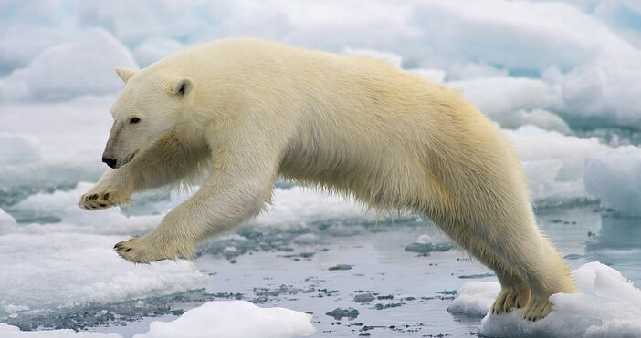 Топенето на ледовете в Арктика застрашава полярните мечки, съобщава АФП.