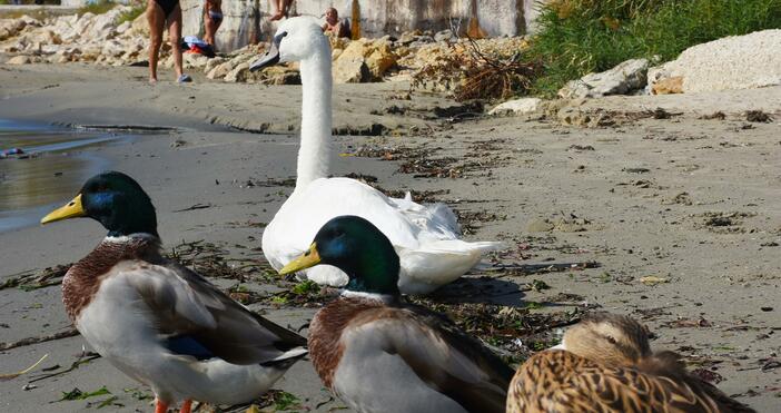 снимки Варненският плаж посрещна първия си лебед. Птицата идва на