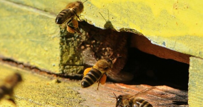 Американска пчеларка е обвинена в това че използвала подопечните й