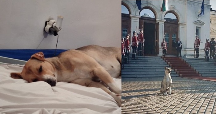 Най известното куче в България си намери дом научи Sofia24 bg   Животното което бе