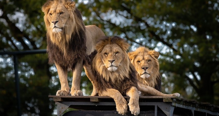 Паника в австралийски зоопарк  Пет лъва са предизвикали за кратко време