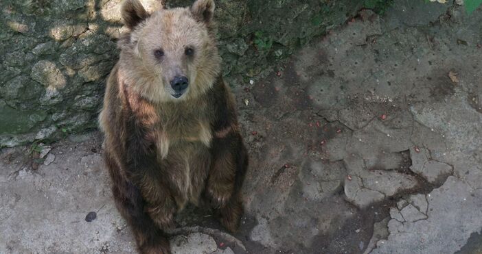 Сн Зоопарк Варна34 годишната мечка във Варненския зоопарк се готви за зимен