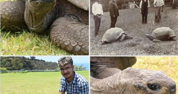Джонатан най старата костенурка в света отбеляза 190 ия си