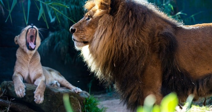 Бягството на животните не е предизвикало по сериозни инцидентиПет лъва избягаха