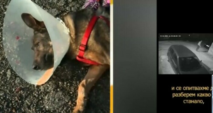 Мнозина са желаещите да осиновят малтретираното куче Мечо  Протести в защита
