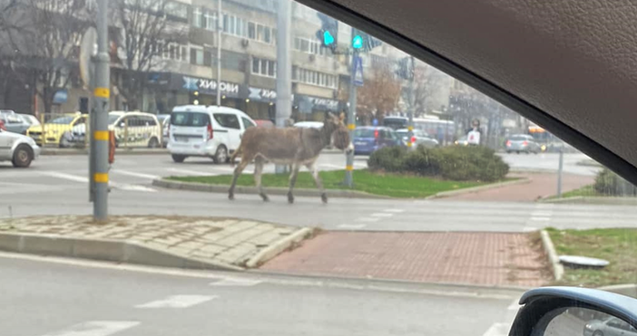 Жители на Варна заснеха магаре, което се разхожда свободно по