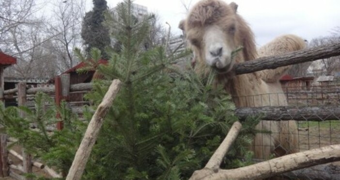 Сн.: Зоопарк-ВарнаЗа поредна година във Варненския зоопарк се провежда кампанията Второ приложение