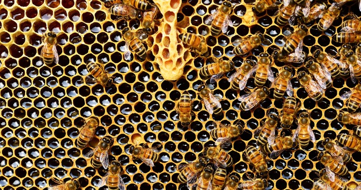 Пчеларите са силно притеснени от топлото време  Нещо страшно се