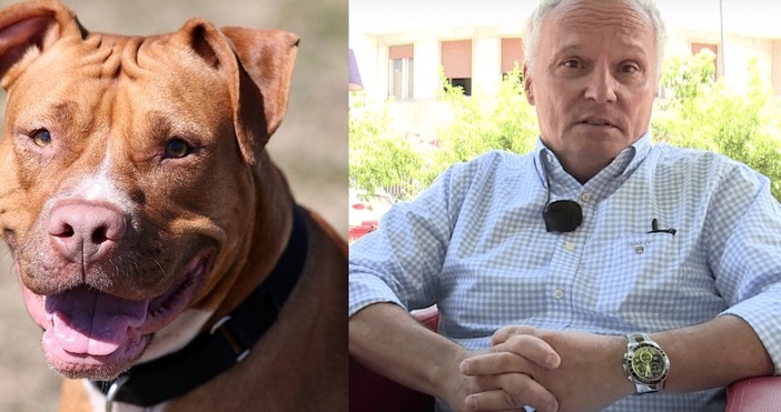 Кучета нападнаха и убиха известния сръбски журналист Владан Радосавлевич Той е и