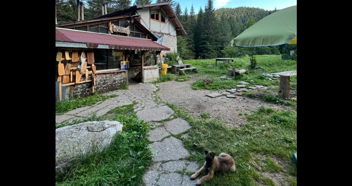 Белгийска овчарка с името Путин бе обявена за издирване през