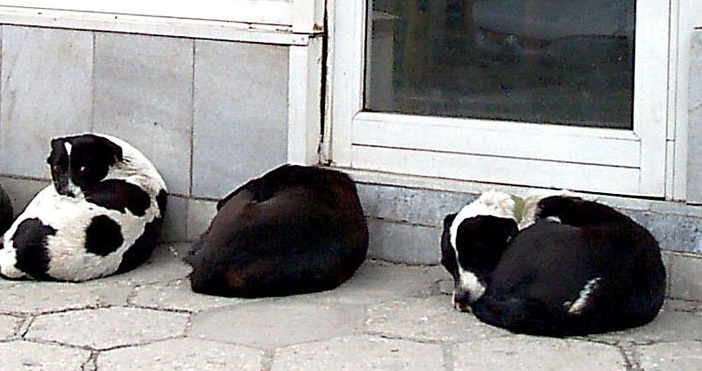 Над 40 бездомни кучета живеят необезпокоявани в Златни пясъци. Глутниците