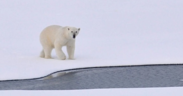 Бяла мечка уби двама души в Аляска, съобщава Би Би Си.