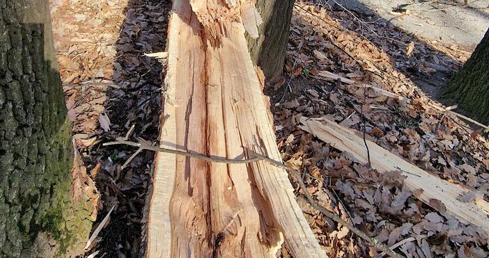 Откараха с линейка три деца от Пловдив, след като дърво