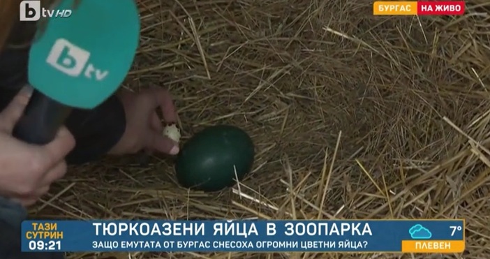 Емутата в бургаския зоопарк снесоха огромни тюркоазени яйца.Те са снесени