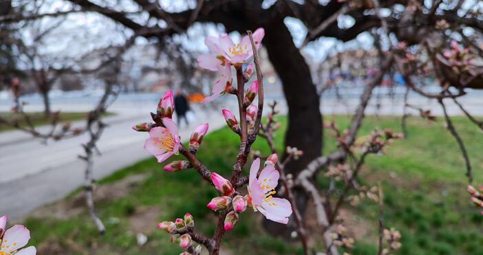 Снимки: По принцип бадемите у нас цъфтят през април -