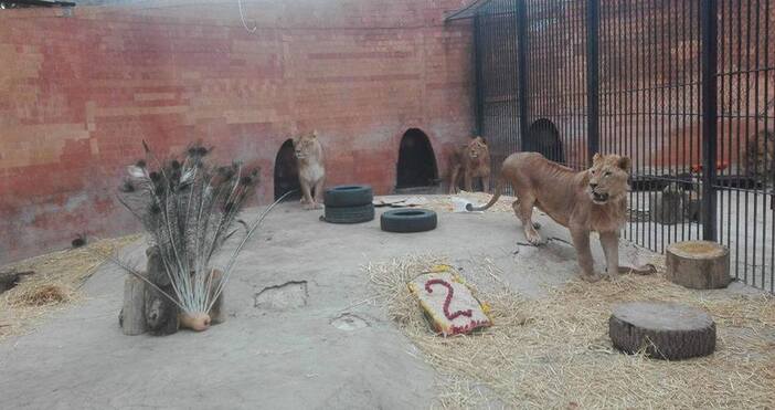 Зоопаркът във Варна търси осиновител на лъвицата Косара съобщава СайтЪТ