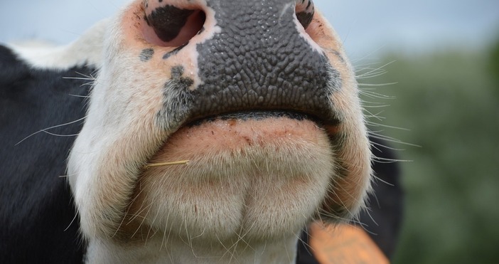 Група китайски учени клнираха за първи път млекодайна крава Тя