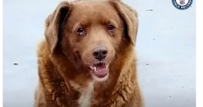 30-годишнинят Боби е най-старото куче в света. То е признато
