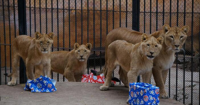 Варненският клуб Хоризонт излезе с позиция до медиите във връзка
