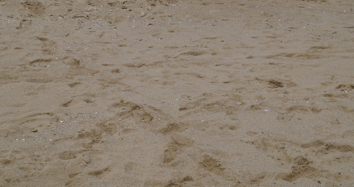 Багер е разкопал плажната ивица в Равда, а институциите проверяват сигнала. Екоинспекцията