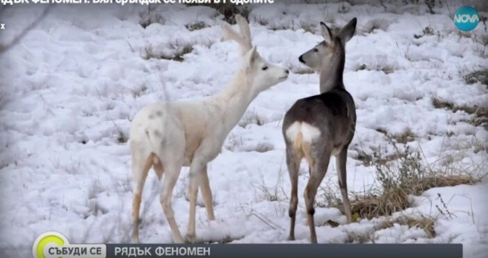 Изключително рядък феномен в Родопите В едно от ловните стопанства