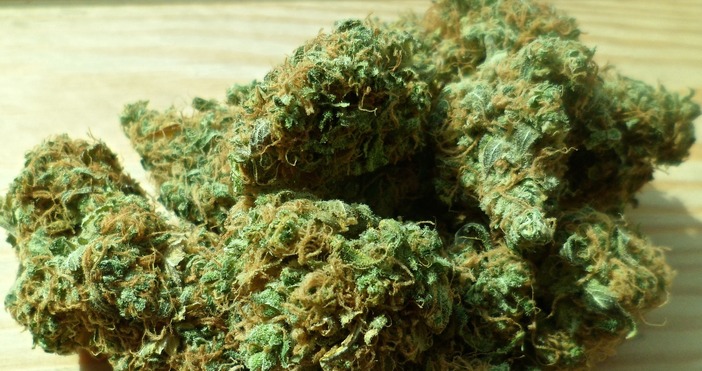 Столични полицаи от Първо РУП хванаха голямо количество марихуана В