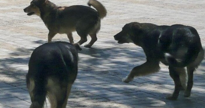 Нелепа смърт застигна българка.Глутница кучета уби жена в Долна Оряховица.10 животни нападнали 41-годишната