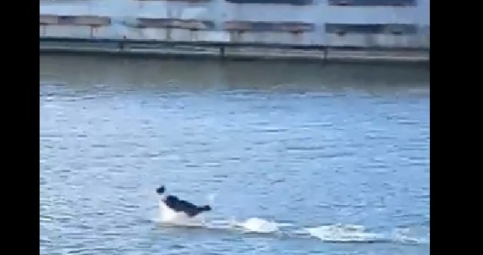 Клип показа как куче бяга по водата във Варна. Гледката е