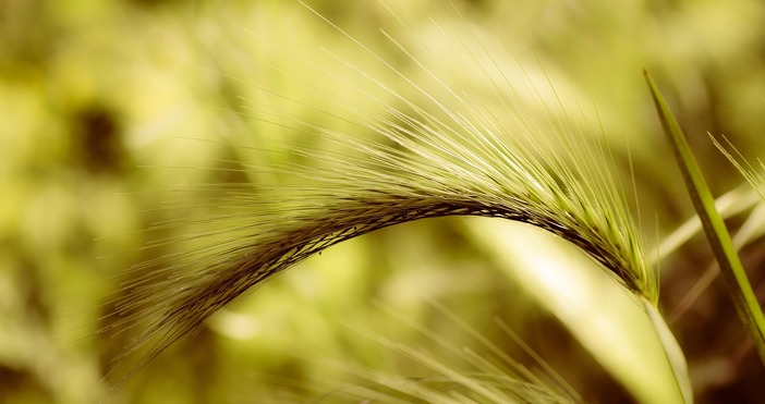Зърнените култури в Испания са застрашени  В четири големи региона