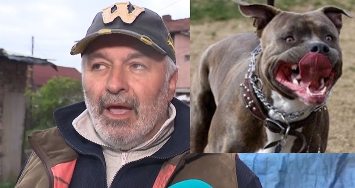 Зоопсохологът Александър Георгиев обясни по bTV че и при кучетата